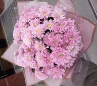Розовые хризантемы